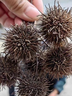 中药材路路通枫树球枫树子枫香果枫果大叶枫果鸡爪枫果枫香叶球