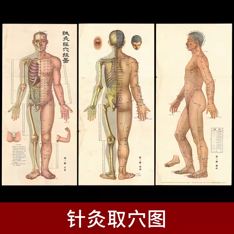 G649-G650 针灸经外穴图 中医人体穴位图 中医药博物馆展品