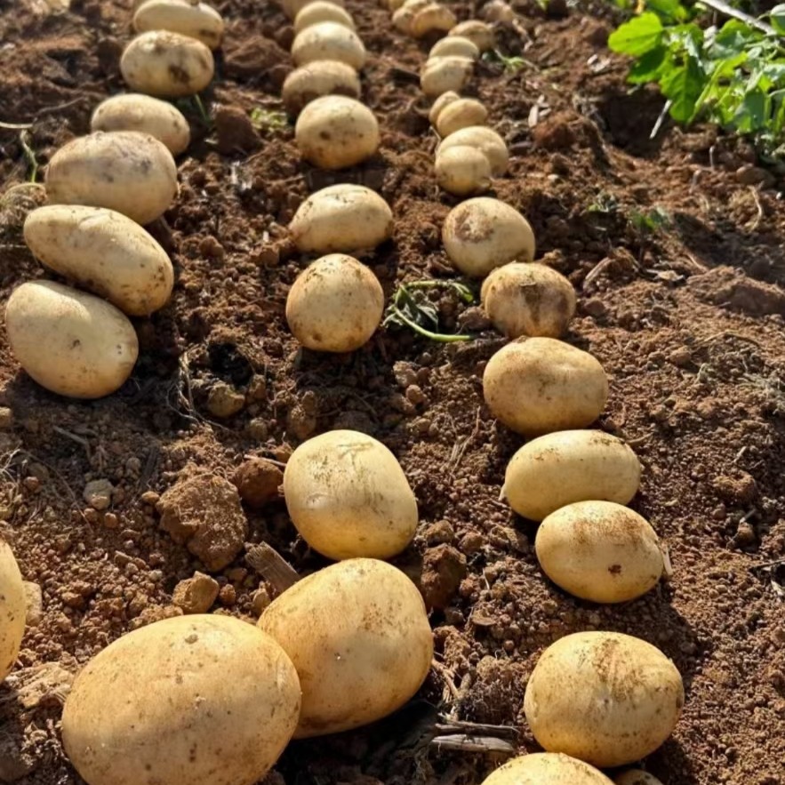 新疆拜城马铃薯皮薄肉厚小土豆农家种植阿克苏发货5斤装多种吃法,水产肉类/新鲜蔬果/熟食,土豆,淘宝优惠券,粉丝福利购,淘宝优惠卷