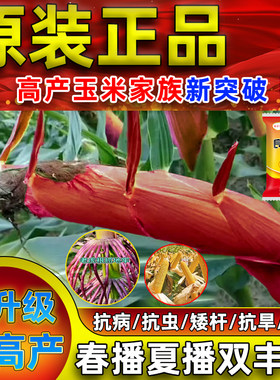 登海高产玉米种子良玉99
