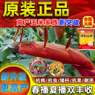 正品原装正品矮杆红轴登海良玉99高产玉米种子长粒宽板粮春播夏播