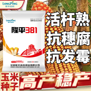 隆平高科玉米种子矮杆抗病抗倒伏大棒红轴玉米角质粮黄淮海高产