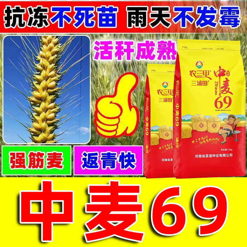农三甲中麦69小麦种子牛筋穗
