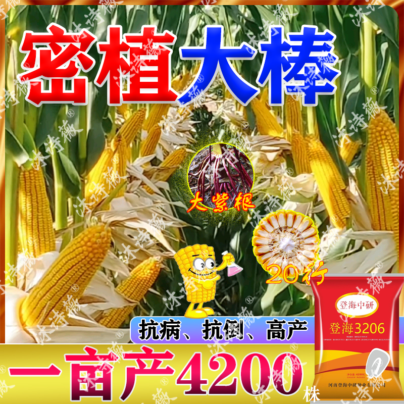 高产玉米种子大棒矮杆登海3206抗病抗旱耐涝春播夏播红轴角质粮