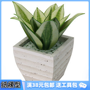 3D纸模型手工diy礼物 仿真植物 金边短叶虎尾兰