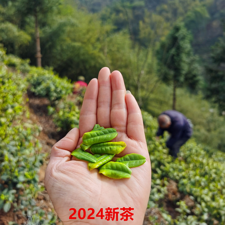 开园一号品好运六安瓜片明前2024