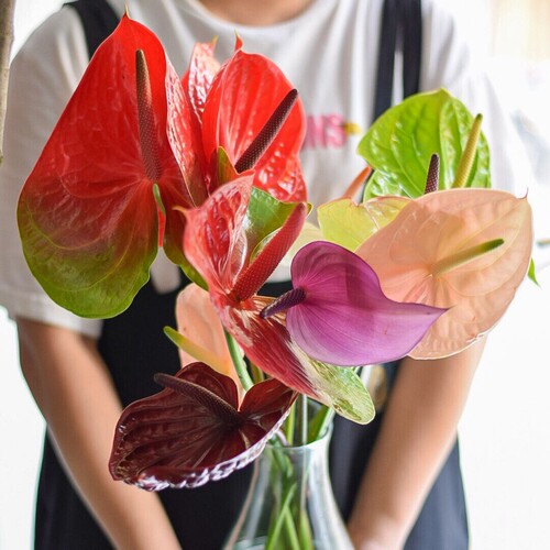 火鹤花种子多少钱 火鹤花种子价格 小麦优选