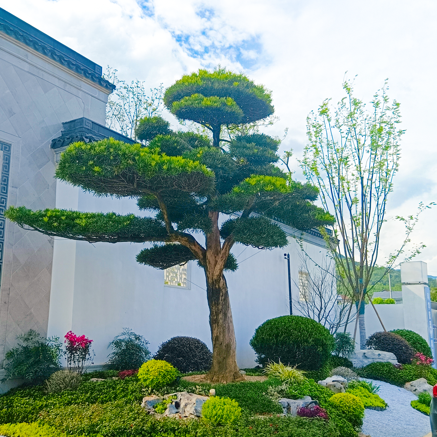 小叶雀舌罗汉松一对一选树