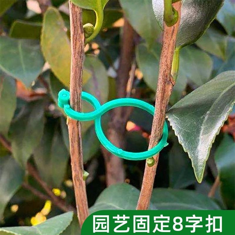 架子蔬果爬藤植物杆夹园林工具大号固定夹交叉8字扣绿植固定器