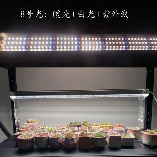 上色蝴蝶兰生长紫外多肉补光灯