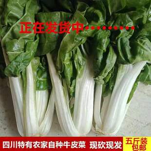 四川成都整颗牛皮菜新鲜厚皮菜蔬菜瓢儿菜莙荙菜3/5斤8.5斤瓢儿白