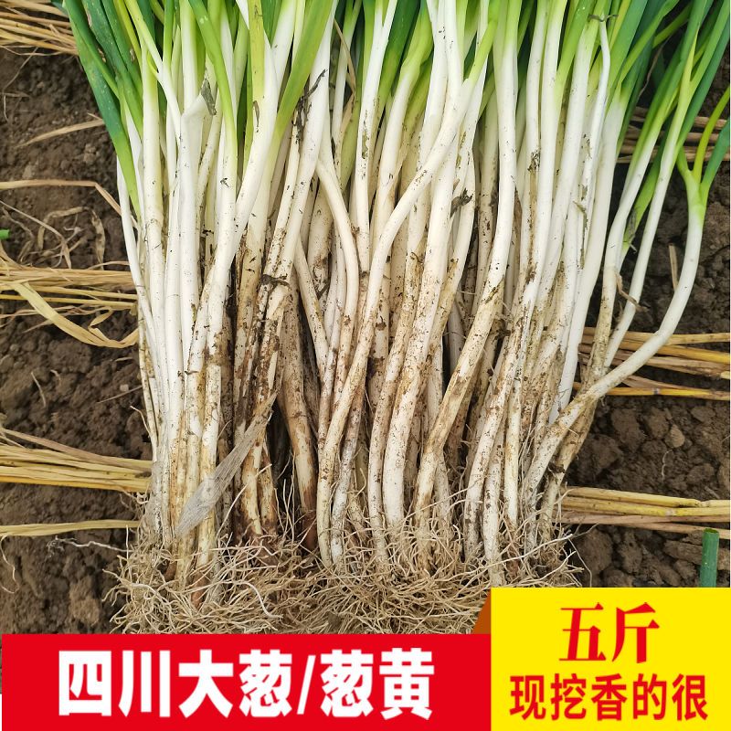 现货四川香葱黄大葱新鲜5/9斤包邮成都葱黄小葱盐帮菜香葱