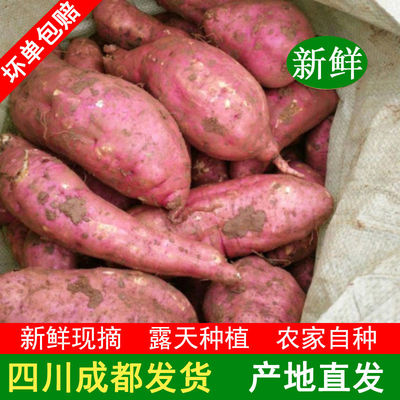 四川超甜沙地蜜薯新鲜红薯黄心板栗薯糖心蜜薯红心西瓜红山芋地瓜