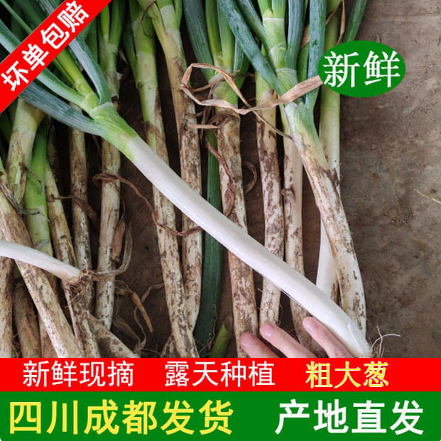 四川大葱新鲜10铁杆章丘白毛