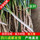 四川大葱钢葱3 9斤铁杆大葱非章丘长白毛葱蘸酱嫩葱带皮特粗