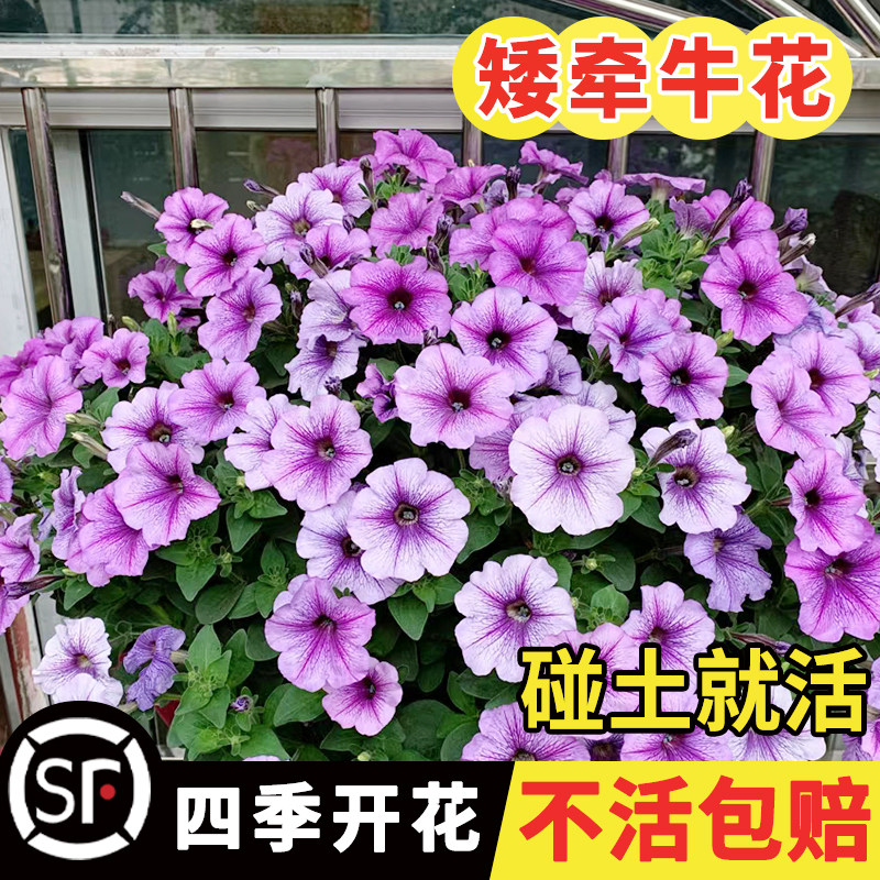 矮牵牛花种子阳台垂吊牵牛花种子种易活盆栽花卉庭院花籽种籽