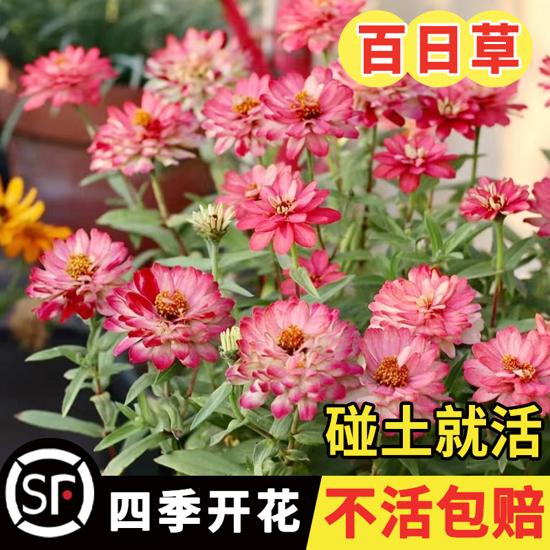 百日草花种子易种室外庭院阳台盆栽花海百日菊花种籽花期长