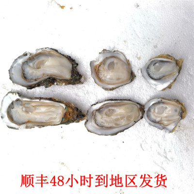 鲜活超大生蚝牡蛎，同城可帮开壳，一个价 同一种规格10个起拍