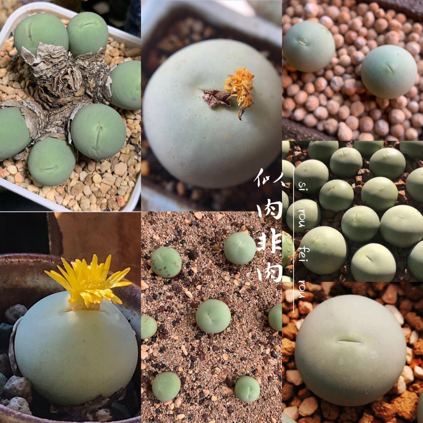 鸽子蛋翡翠玉肉锥生石花南非进口种子种荚多肉植物绿植花卉番杏科