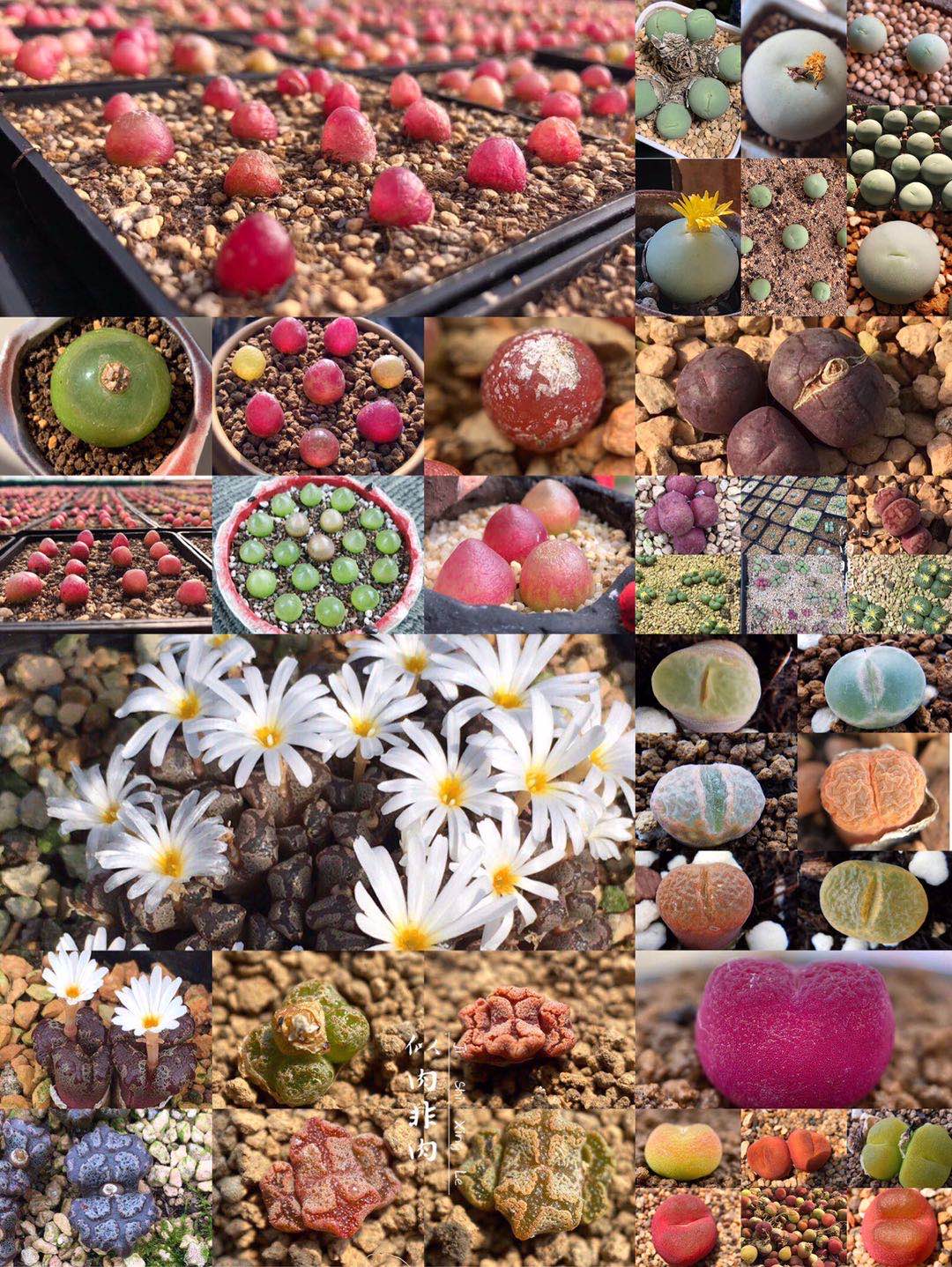 彩色生石花肉锥种子灯泡毛汉尼毛汗尼鸽子蛋蝴蝶勋章风铃玉荧光玉