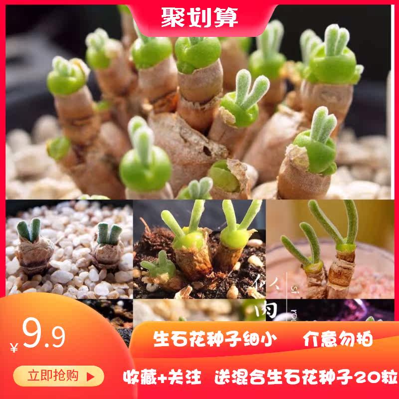 多肉植物种子兔子 图片 价格 多少钱 什么值得买