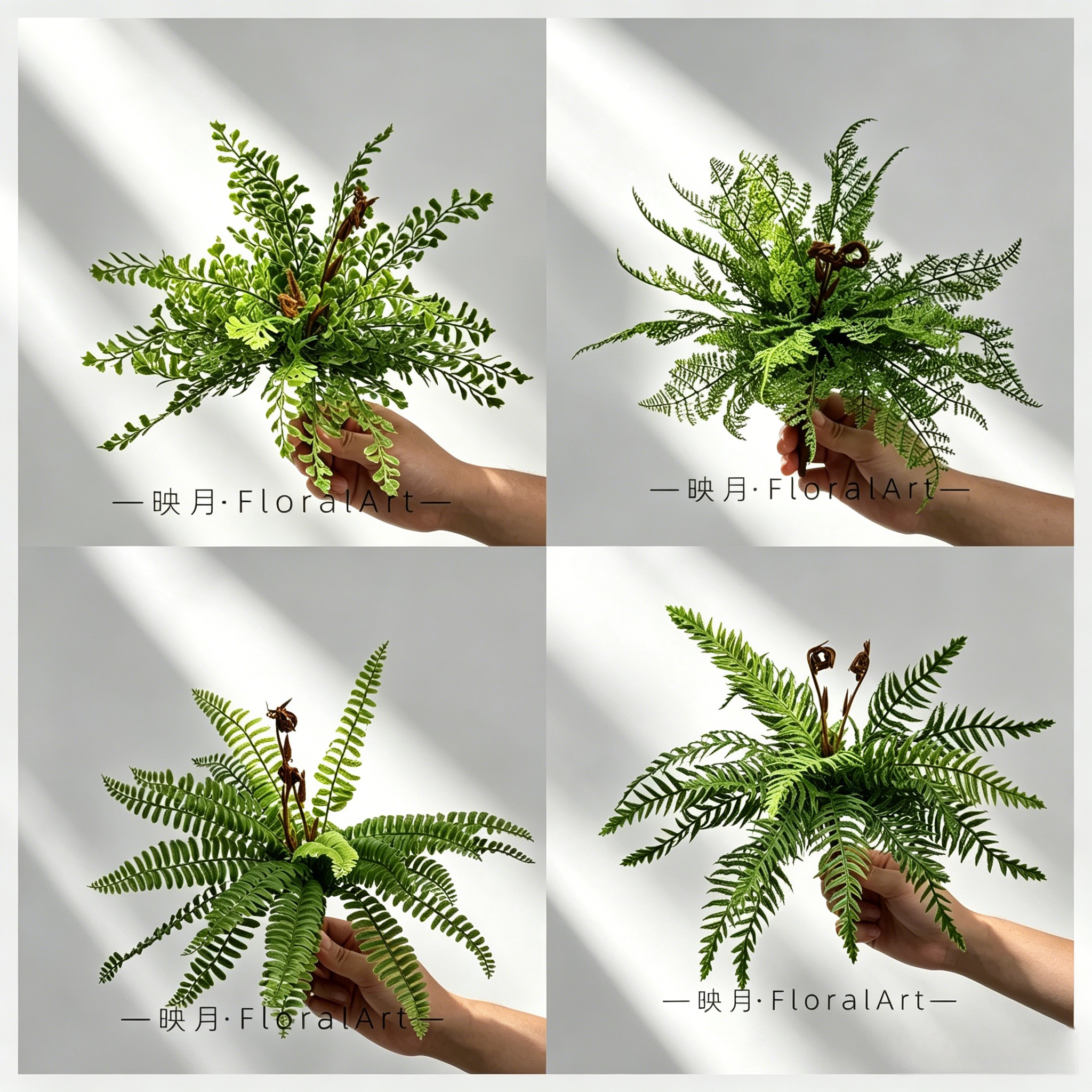 仿真蕨叶排草蕨类波斯草植物蕨叶