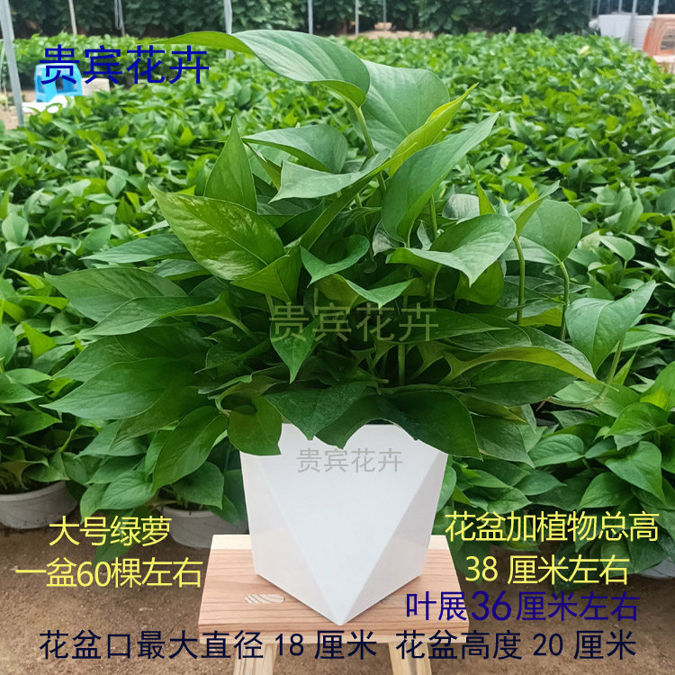 绿萝盆栽绿植花盆盆景好看美观