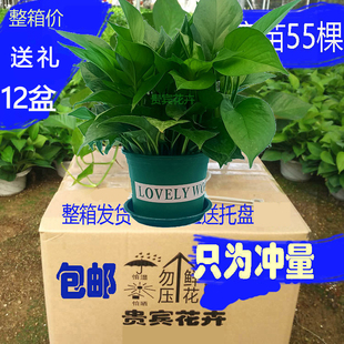 绿萝整箱销售净化空气办公室吸甲醛盆栽植物180绿萝一箱发货 包邮
