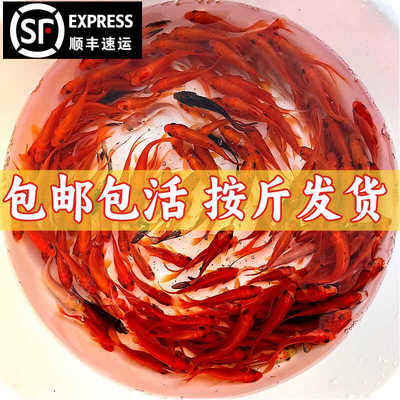 淡水观赏鱼红草鱼饲料鱼活鱼