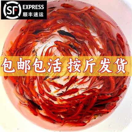 按斤红草金鱼活鱼鱼苗观赏鱼淡水冷水鱼饲料鱼活物草金鱼苗锦鲤鱼