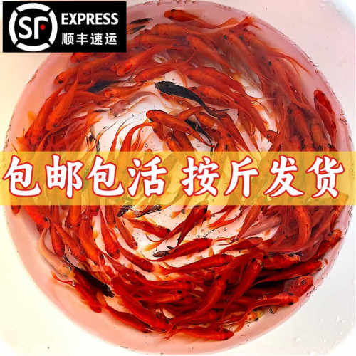 淡水观赏鱼红草鱼饲料鱼活鱼
