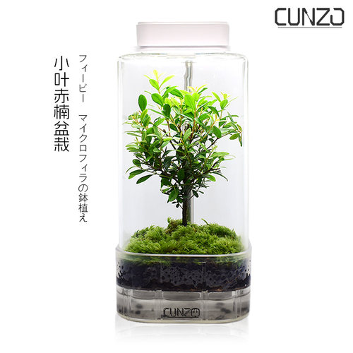 室内盆栽微景观趣味植物苔藓
