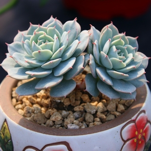 雪域 新手易种组合盆栽花卉肉肉绿植 多头群生老桩多肉植物蓝巴黎