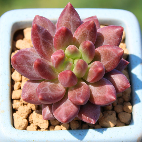 易种红蜻蜓多头群生老桩多肉植物
