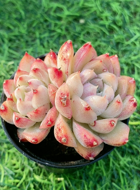 桃熏女王24.37带盆