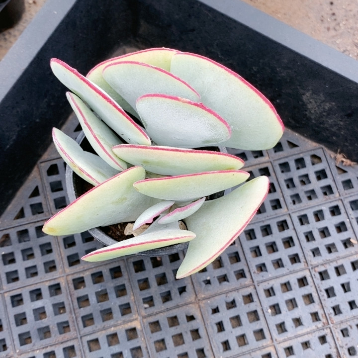 白眉25.691带盆,鲜花速递/花卉仿真/绿植园艺,多肉植物,淘宝优惠券,粉丝福利购,淘宝优惠卷