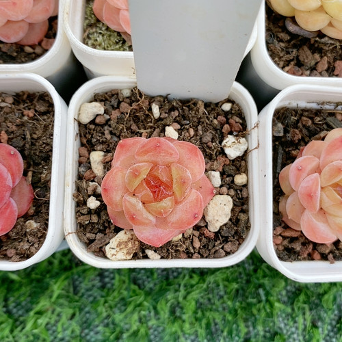 小精品1.8