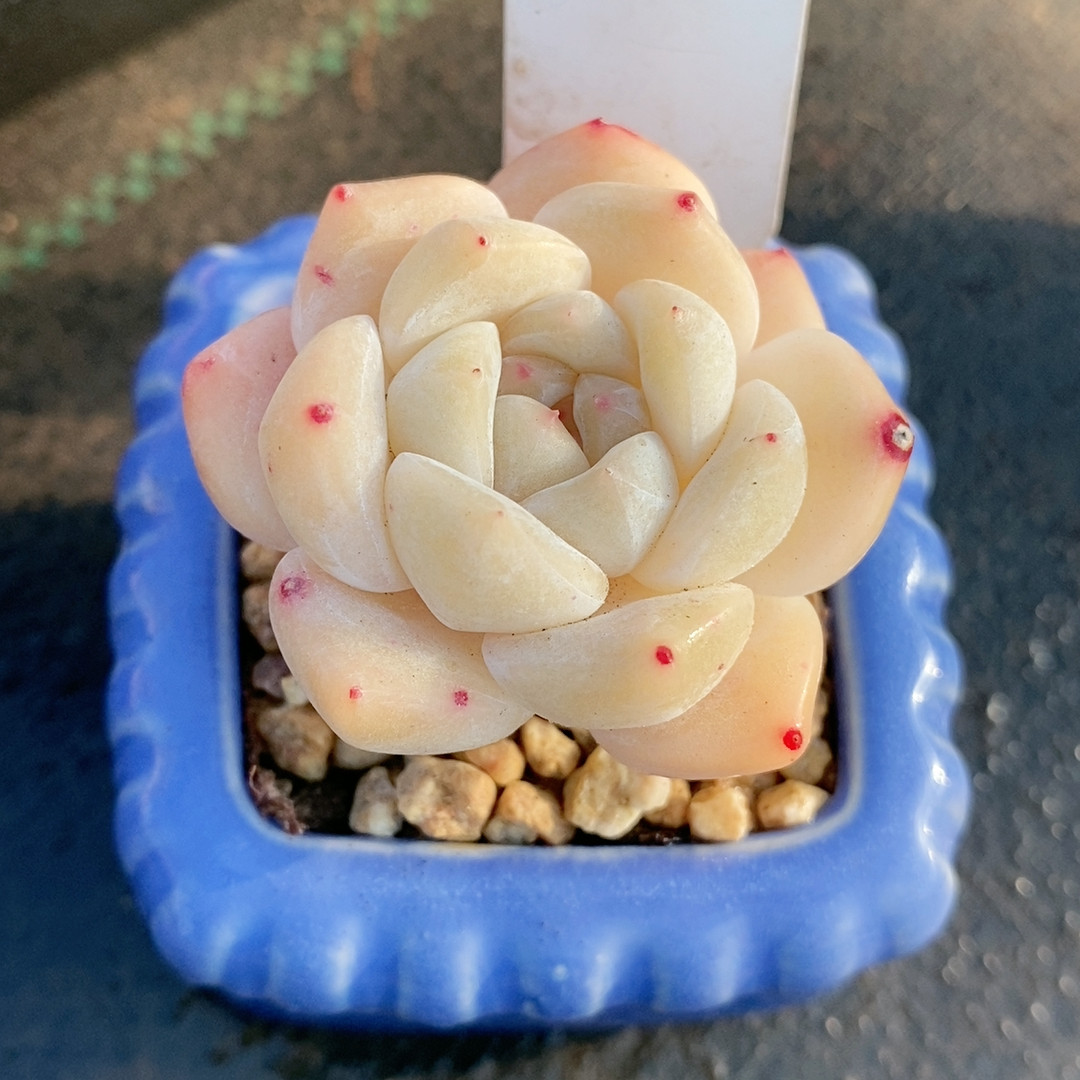 糖心22610,鲜花速递/花卉仿真/绿植园艺,多肉植物,淘宝优惠券,粉丝福利购,淘宝优惠卷