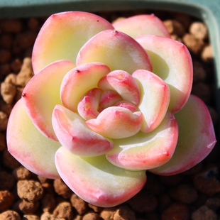 果冻色多肉盆栽肉肉花卉 奶油泡芙 单头 轰动 羽之园艺 多肉植物