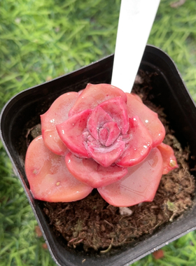 彩虹糖1.233带盆