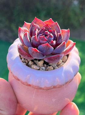 蓝莓 多肉植物带陶瓷盆土种好 新品稀有高端简单易种紫色花卉绿植