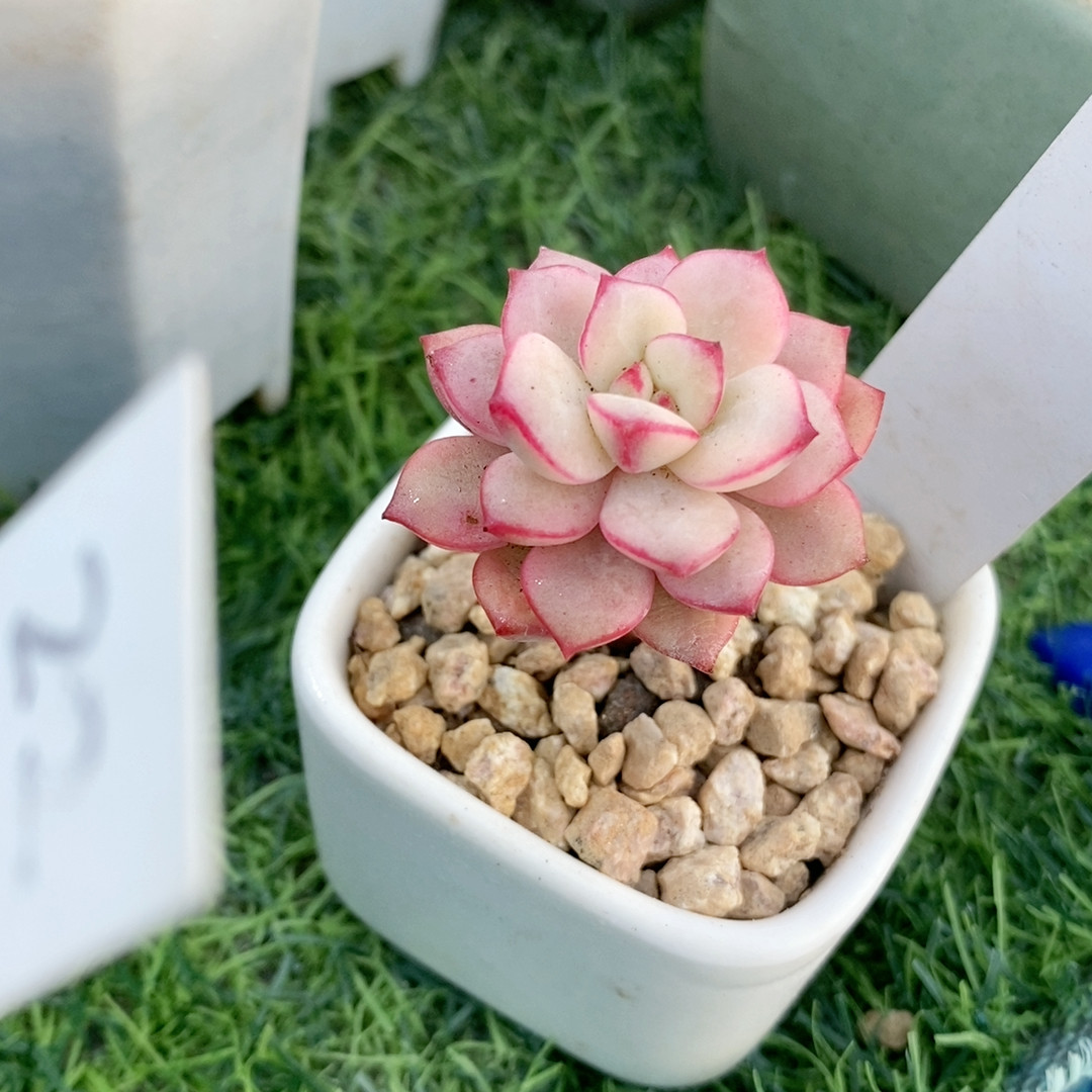 探戈锦22.136,鲜花速递/花卉仿真/绿植园艺,多肉植物,淘宝优惠券,粉丝福利购,淘宝优惠卷