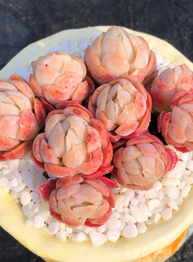 奶油贝瑞 有香味的多肉 多头群生老桩 红色多肉植物双子胭脂贝瑞