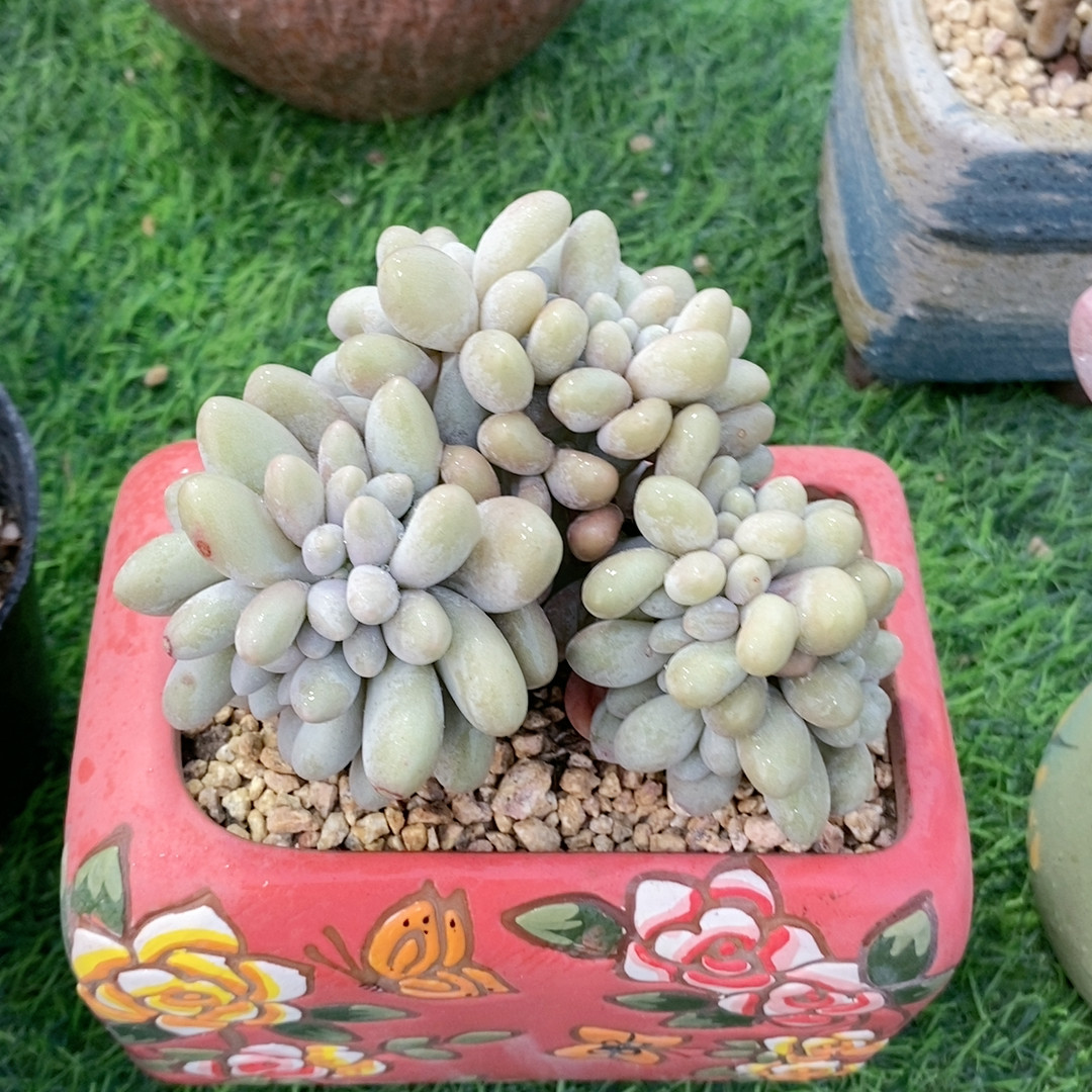 汤圆缀23.370,鲜花速递/花卉仿真/绿植园艺,多肉植物,淘宝优惠券,粉丝福利购,淘宝优惠卷