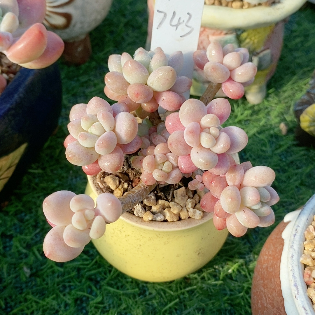 鱼子酱21.743,鲜花速递/花卉仿真/绿植园艺,多肉植物,淘宝优惠券,粉丝福利购,淘宝优惠卷