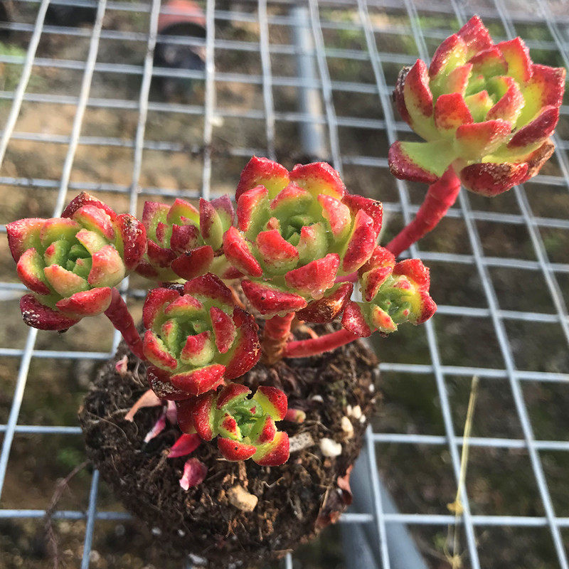 蒂亚老桩木质化杆多头老桩超大群生火焰红色多肉植物