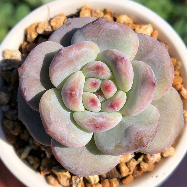 星影糖心暗纹多肉植物