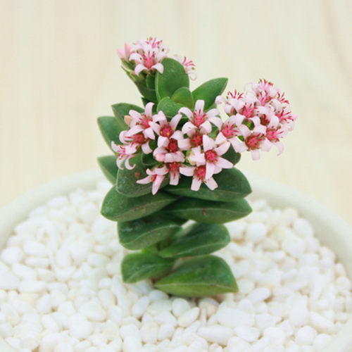 语茉奇趣照波奔龙神童多肉植物