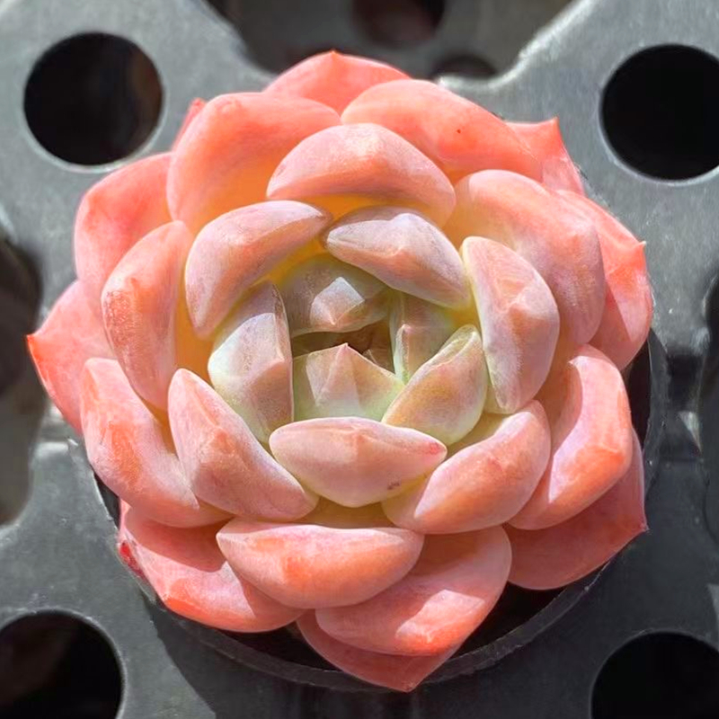 冰魄X7优选糖心暗纹多肉植物