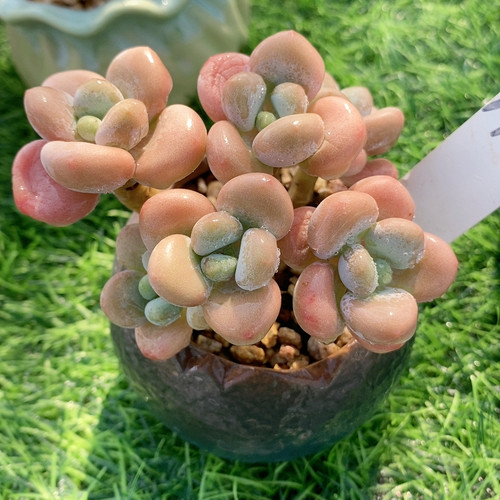 雪花洛神13.141